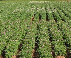 Évaluation de variétés de pommes de terre au Québec