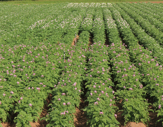 Évaluation de variétés de pommes de terre au Québec