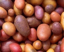 Résultats d’essais de variétés de pommes de terre, Année 2017