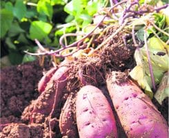 Patate douce : vers de nouvelles variétés mieux adaptées à notre climat