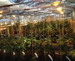 Nouveau projet « Développement de cultivars de pomme de terre adaptés à l’agriculture biologique et résistants au Phytophthora infestans par l’utilisation de marqueurs moléculaires dans un processus de sélection végétale participative »