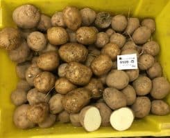 Évaluation des variétés de pommes de terre -Année 2022 (version courte)